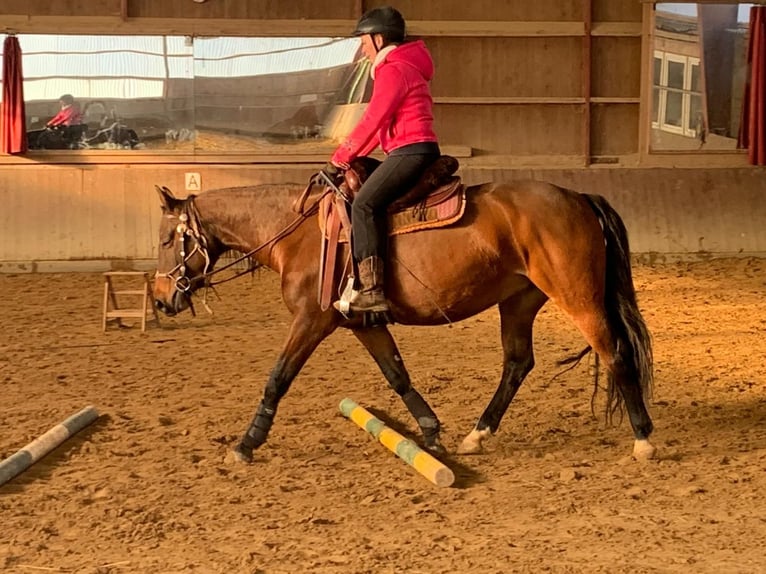 Paint Horse Mix Mare 8 years 14,3 hh Brown in Hahausen