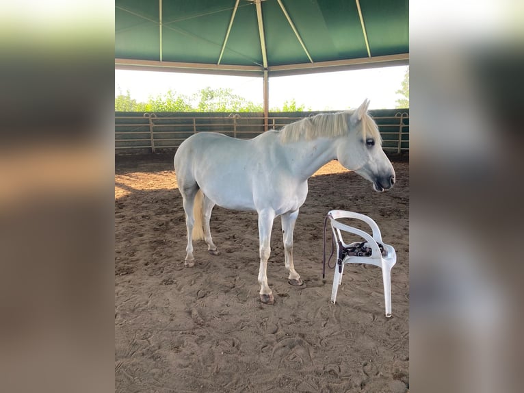 Paint Horse Mix Mare 8 years 14 hh Gray in Mutterstadt