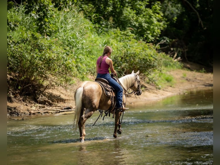 Paint Horse Mare 8 years 14 hh Palomino in Auburn