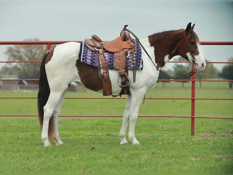 Paint Horse Mare 8 years 14 hh Pinto in Grand Saline