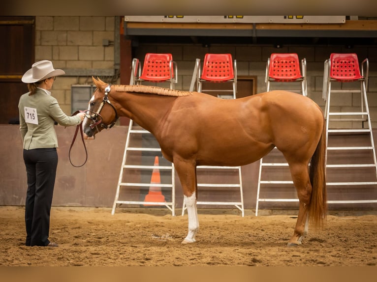 Paint Horse Mare 8 years 15,2 hh Tobiano-all-colors in Koningsbosch