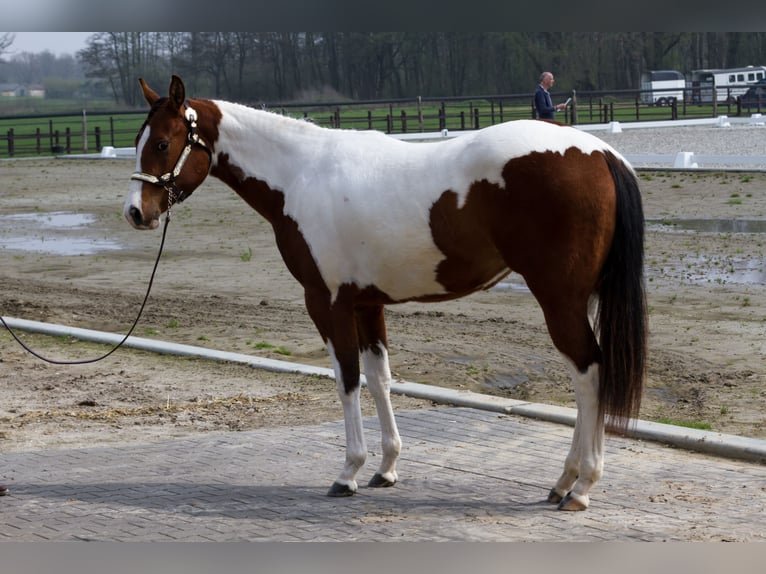 Paint Horse Mare 8 years 15,2 hh Tobiano-all-colors in Koningsbosch