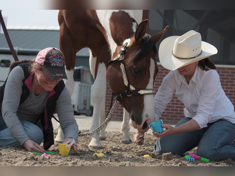 Paint Horse Mare 8 years 15,2 hh Tobiano-all-colors in Koningsbosch