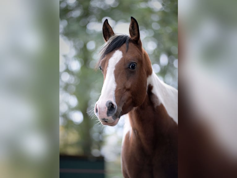 Paint Horse Mare 8 years 15,2 hh Tobiano-all-colors in Koningsbosch