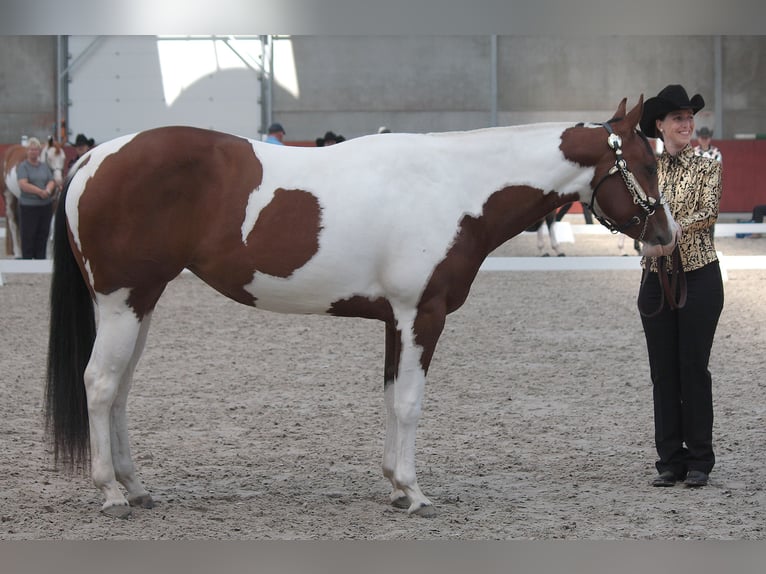 Paint Horse Mare 8 years 15,2 hh Tobiano-all-colors in Koningsbosch