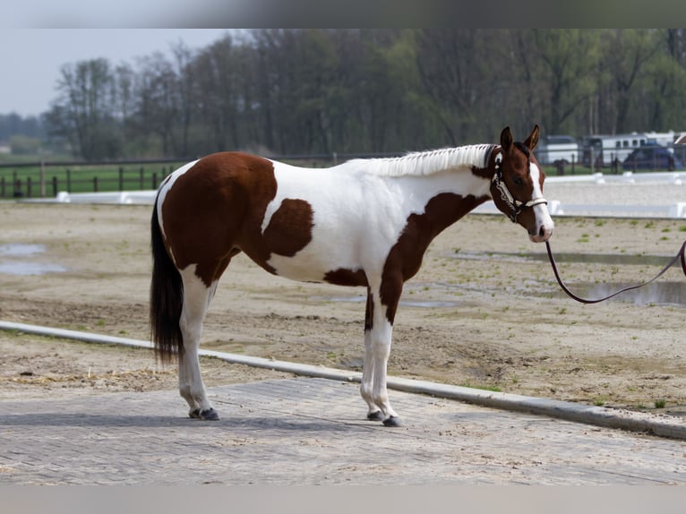 Paint Horse Mare 8 years 15,2 hh Tobiano-all-colors in Koningsbosch