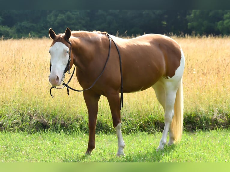 Paint Horse Mare 8 years 15 hh Chestnut in Middleboro