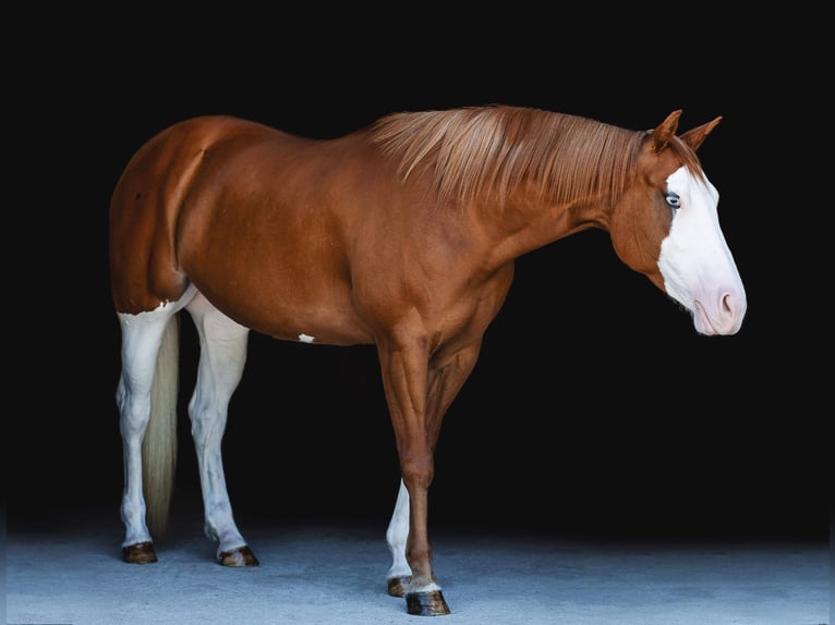 Paint Horse Mare 8 years 15 hh Chestnut in Middleboro