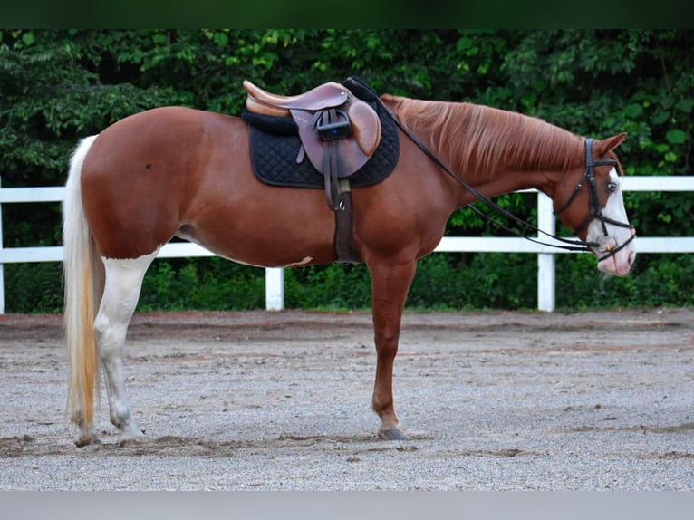 Paint Horse Mare 8 years 15 hh Chestnut in Middleboro