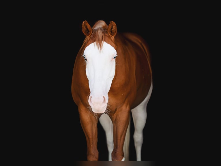 Paint Horse Mare 8 years 15 hh Chestnut in Middleboro