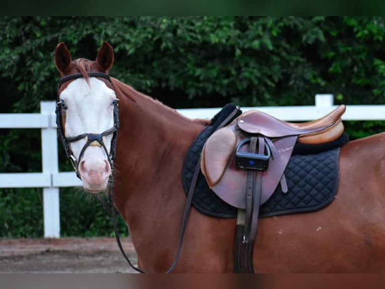 Paint Horse Mare 8 years 15 hh Chestnut in Middleboro