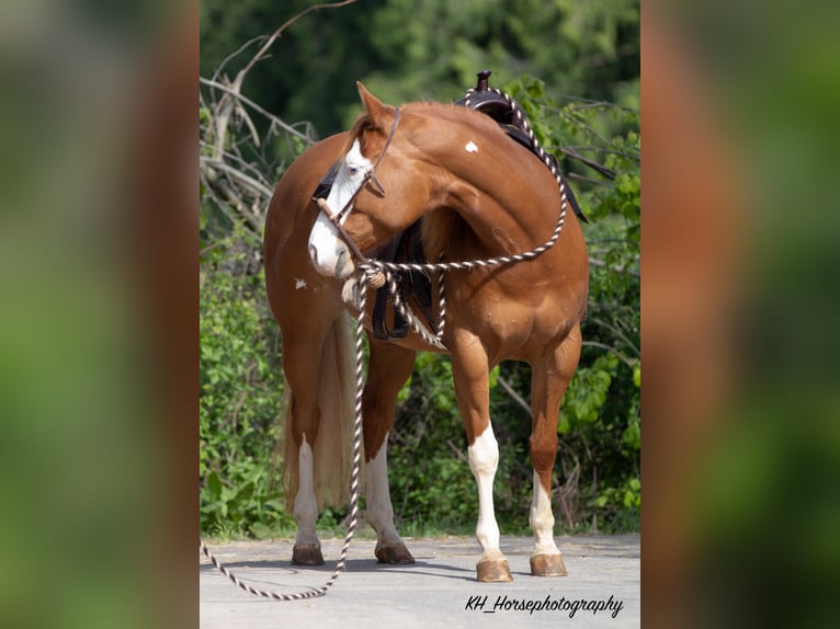 Paint Horse Mare 8 years 15 hh Overo-all-colors in Nidderau