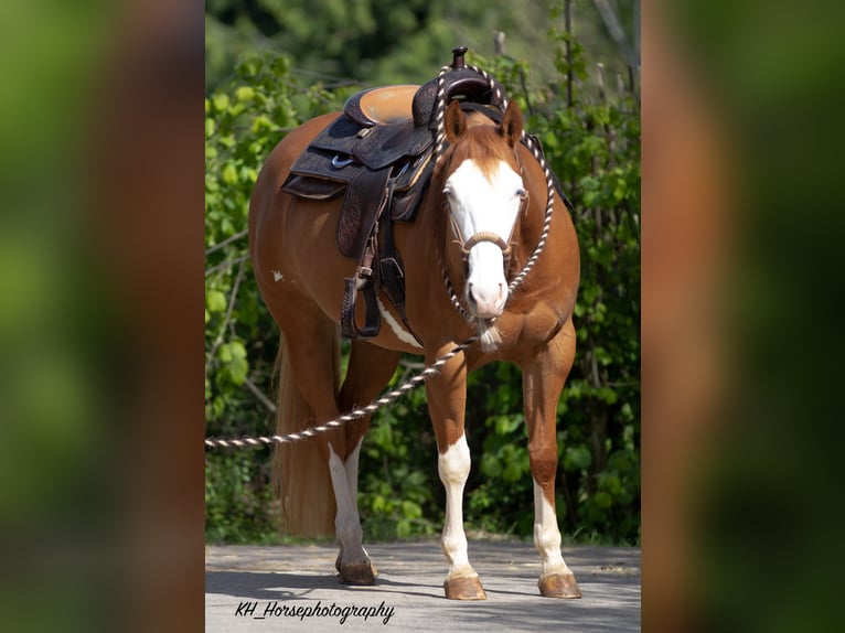 Paint Horse Mare 8 years 15 hh Overo-all-colors in Nidderau