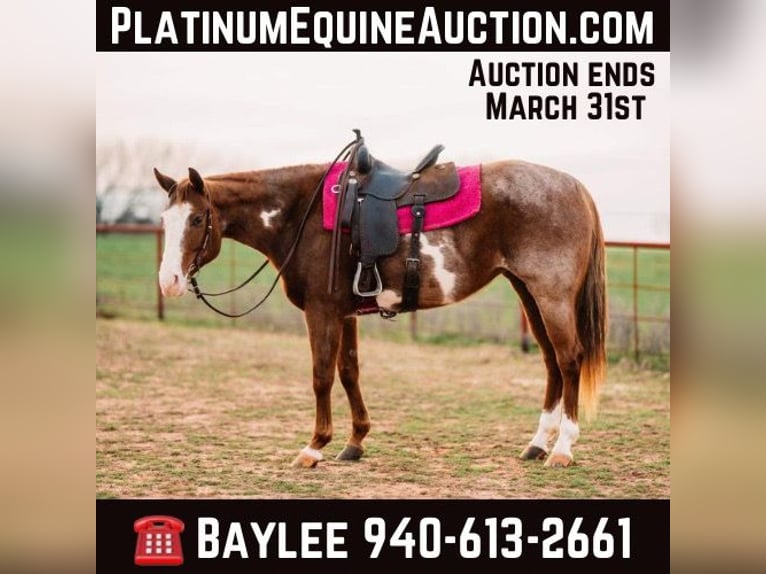 Paint Horse Mare 8 years 15 hh Overo-all-colors in Wichita Falls TX