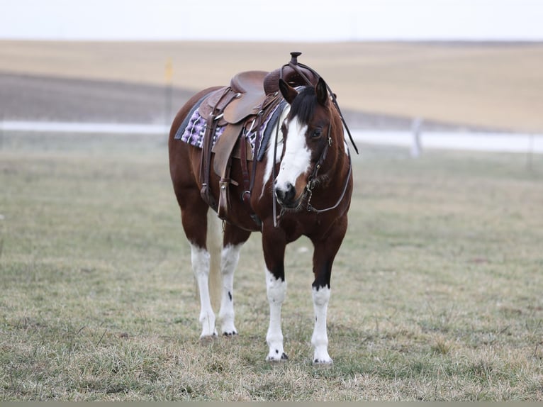 Paint Horse Mare 8 years 15 hh Pinto in Cannon Falls