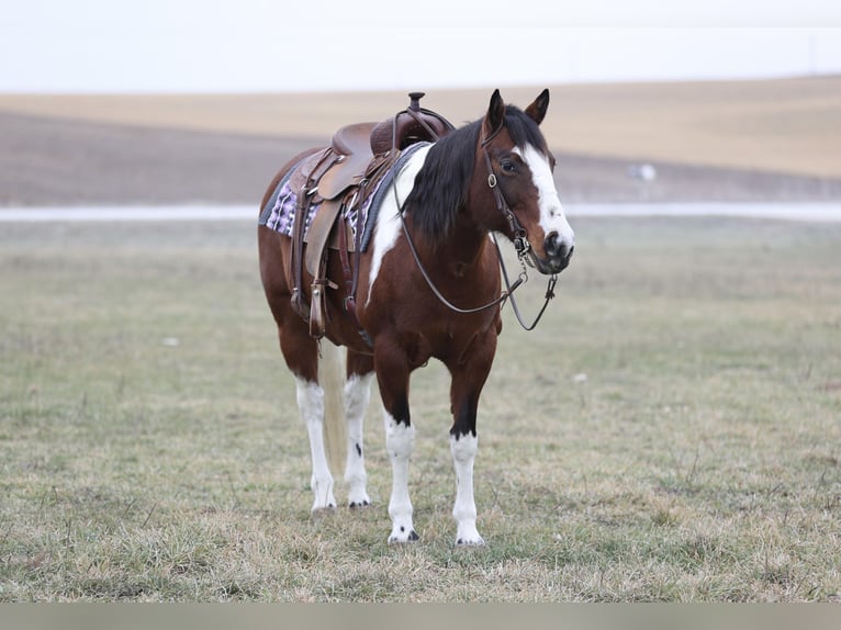 Paint Horse Mare 8 years 15 hh Pinto in Cannon Falls