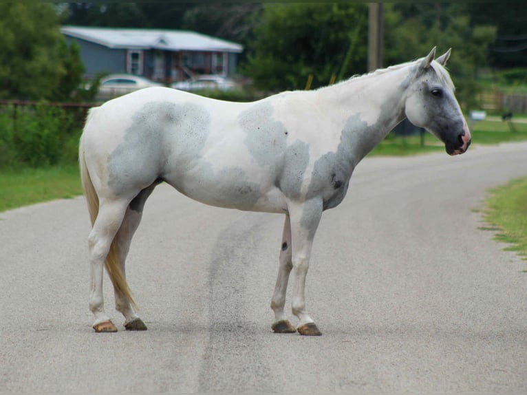 Paint Horse Mare 8 years 15 hh Tobiano-all-colors in Stephenville TX