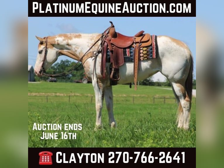 Paint Horse Mare 8 years 15 hh in Sonora KY