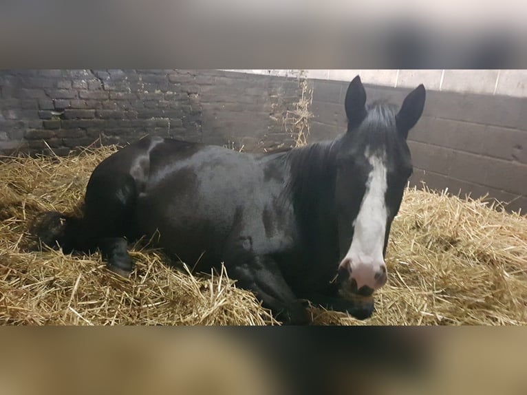 Paint Horse Mix Mare 8 years 15,2 hh Black in soignies
