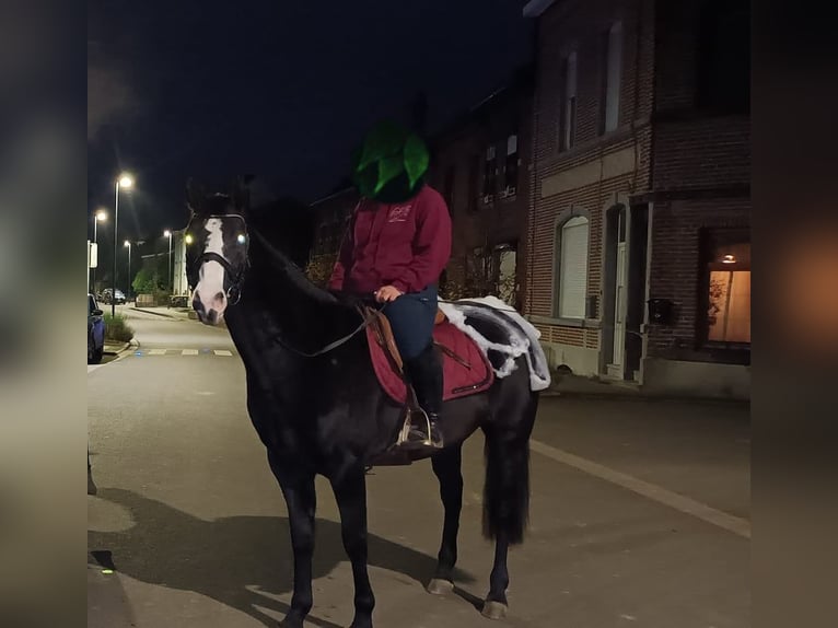 Paint Horse Mix Mare 8 years 15,2 hh Black in soignies