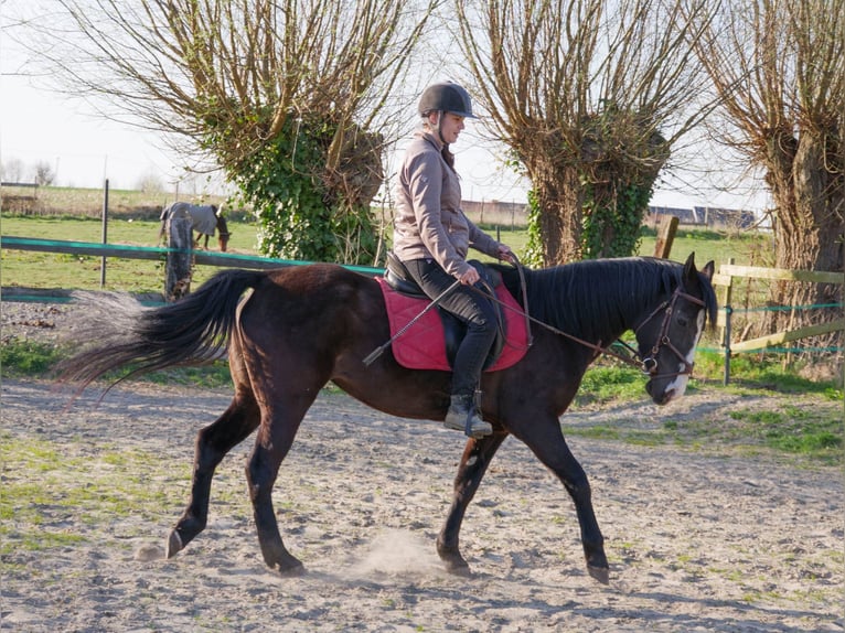 Paint Horse Mix Mare 8 years 15,2 hh Black in soignies