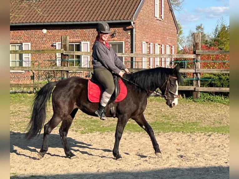 Paint Horse Mix Mare 8 years 15,2 hh Black in soignies