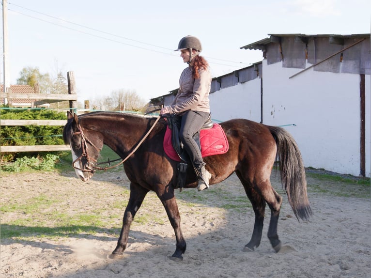 Paint Horse Mix Mare 8 years 15,2 hh Black in soignies