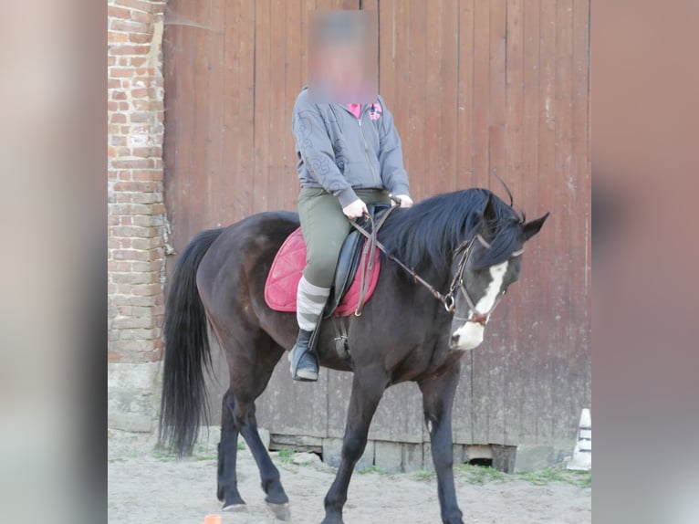 Paint Horse Mix Mare 8 years 15,2 hh Black in soignies
