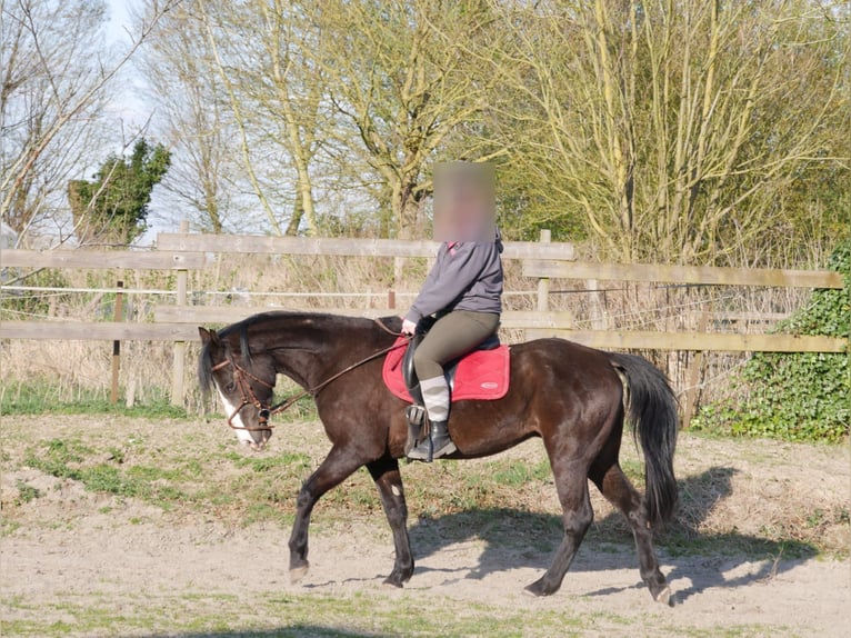 Paint Horse Mix Mare 8 years 15,2 hh Black in soignies