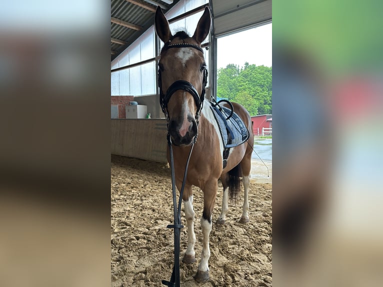 Paint Horse Mare 8 years 16 hh Tobiano-all-colors in Solingen Wald