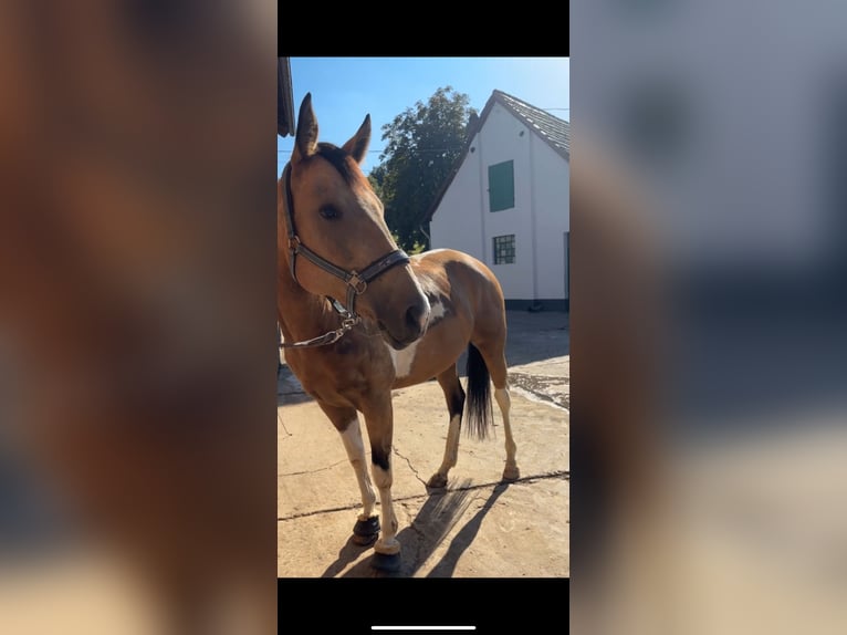 Paint Horse Mare 8 years 16 hh Tobiano-all-colors in Solingen Wald