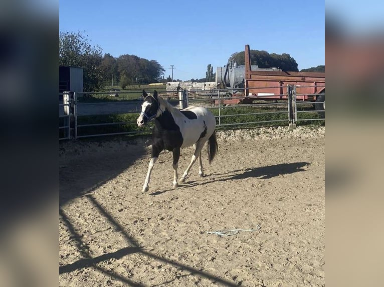 Paint Horse Mix Mare 9 years 13,2 hh Tovero-all-colors in Vitreux