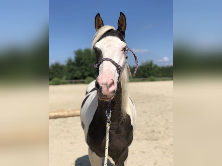 Paint Horse Mix Mare 9 years 13,3 hh Pinto in Tirschenreuth
