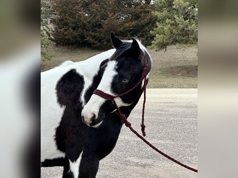 Paint Horse Mare 9 years 14,1 hh Pinto in Cannon Falls