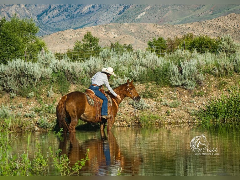 Paint Horse Mare 9 years 14,1 hh Sorrel in Cody, WY