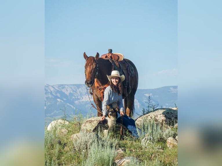 Paint Horse Mare 9 years 14,1 hh Sorrel in Cody, WY