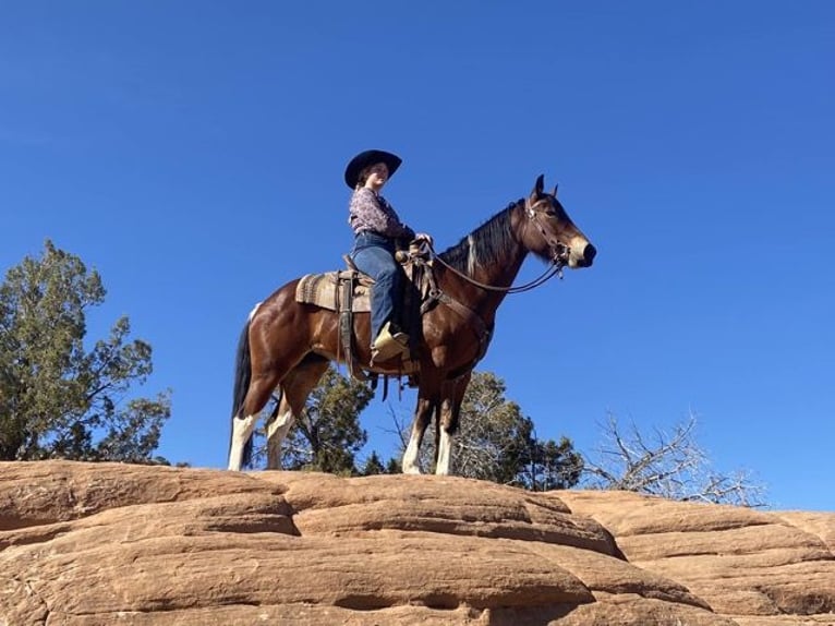 Paint Horse Mare 9 years 14 hh Tobiano-all-colors in Nunn