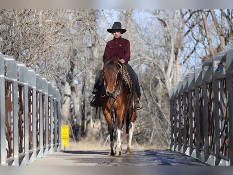 Paint Horse Mare 9 years 14 hh Tobiano-all-colors in Nunn