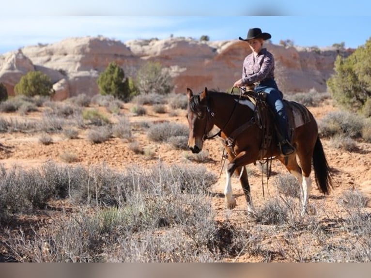 Paint Horse Mare 9 years 14 hh Tobiano-all-colors in Nunn