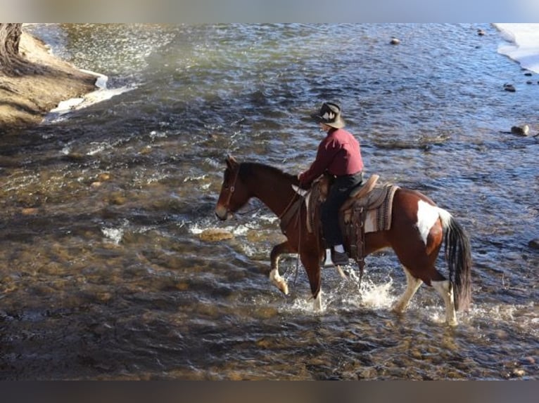 Paint Horse Mare 9 years 14 hh Tobiano-all-colors in Nunn