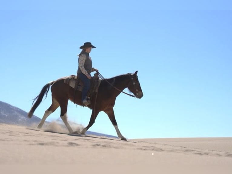 Paint Horse Mare 9 years 14 hh Tobiano-all-colors in Nunn