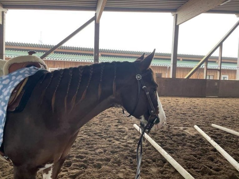Paint Horse Mare 9 years 14,1 hh Pinto in Falkensee