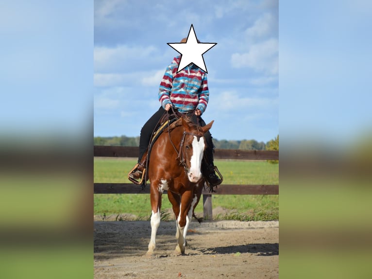Paint Horse Mare 9 years 14,1 hh Pinto in Falkensee