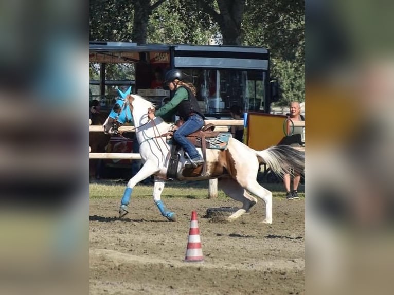 Paint Horse Mare 9 years 14,2 hh Tobiano-all-colors in Mombello