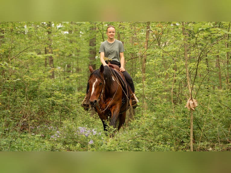 Paint Horse Mare 9 years 15,1 hh Pinto in Dundee