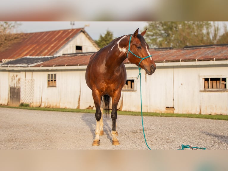 Paint Horse Mare 9 years 15,1 hh Pinto in Dundee