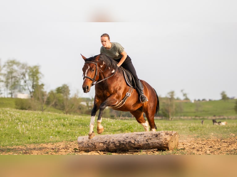 Paint Horse Mare 9 years 15,1 hh Pinto in Dundee