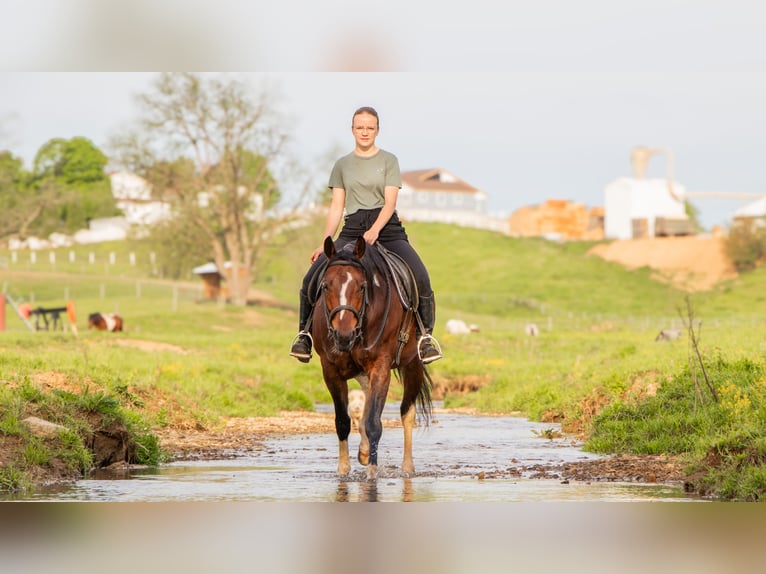 Paint Horse Mare 9 years 15,1 hh Pinto in Dundee