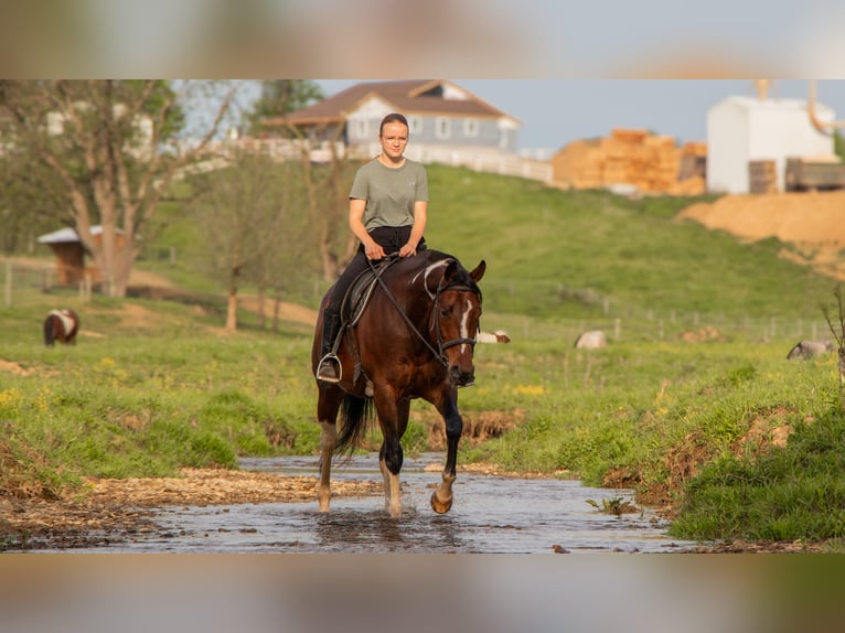 Paint Horse Mare 9 years 15,1 hh Pinto in Dundee