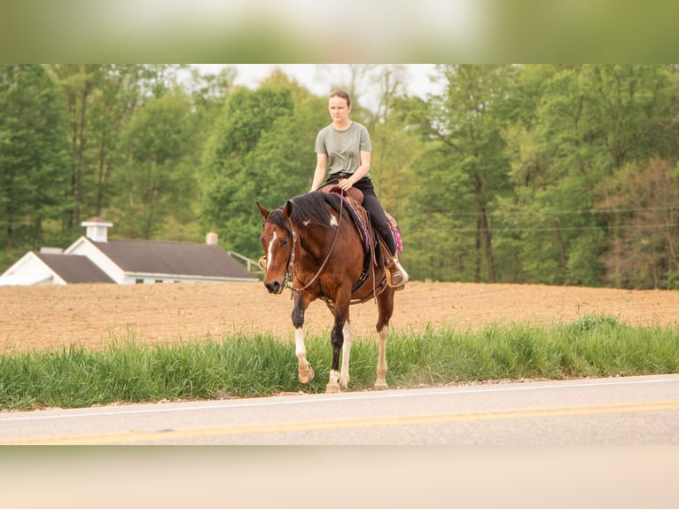 Paint Horse Mare 9 years 15,1 hh Pinto in Dundee